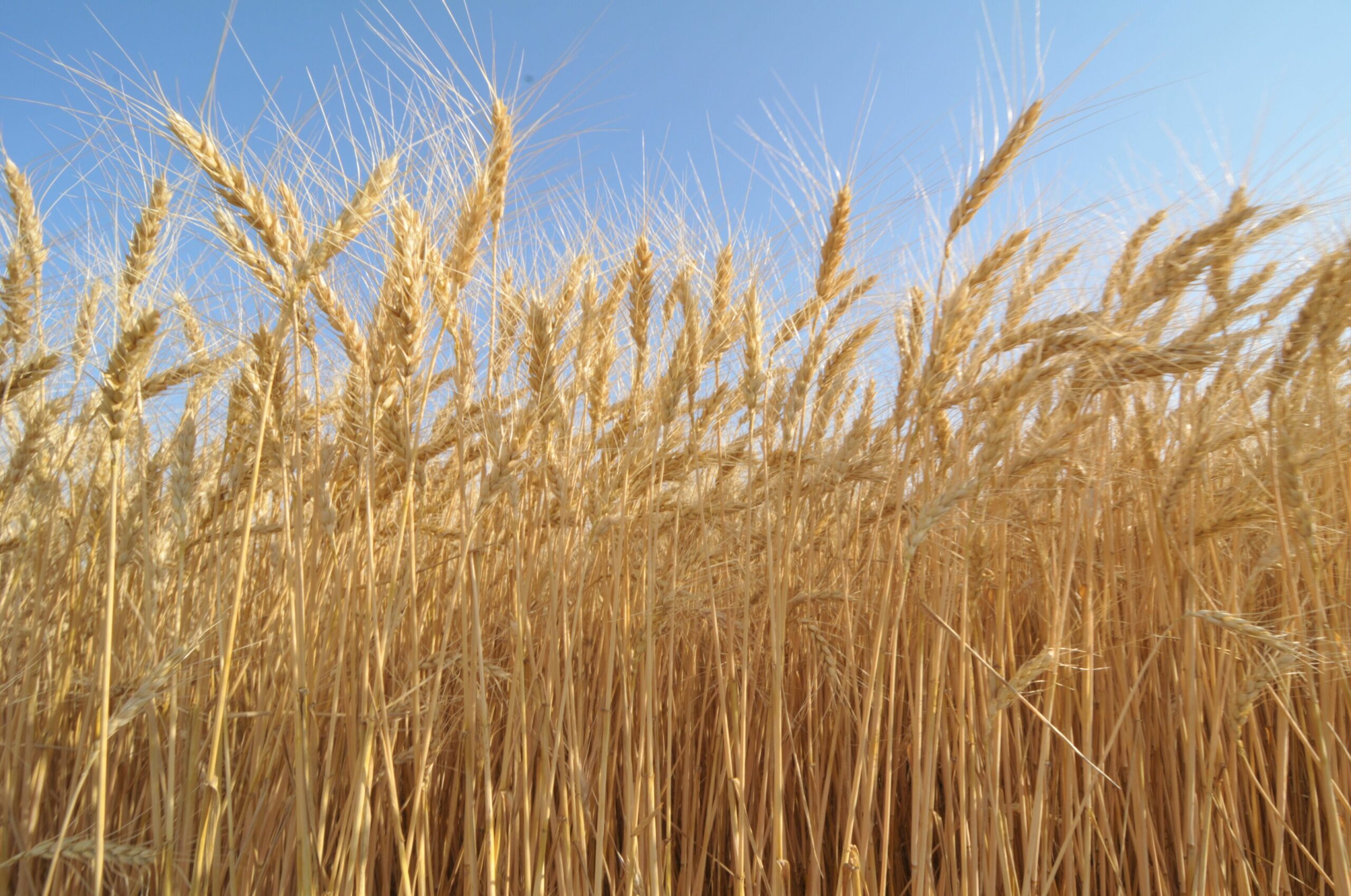 Even at $12, Wheat May Lose Money